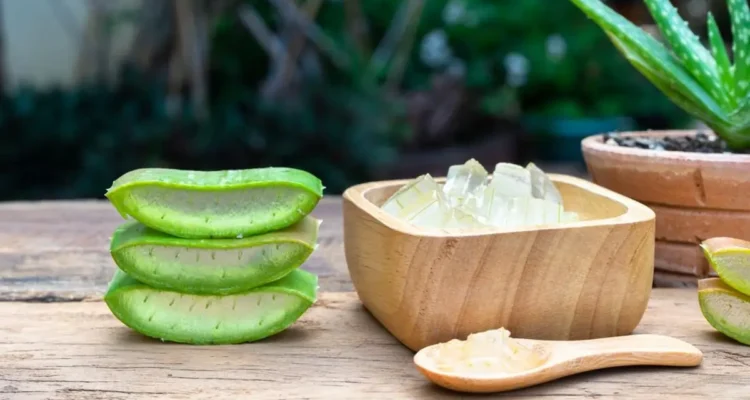 Aloe Vera