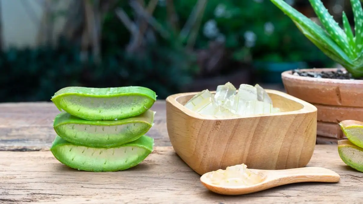 Aloe Vera